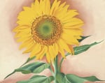 A Sunflower from Maggie 1937