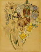 Mont Louis - Flower Study 1925