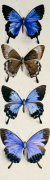 Four Butterflies (Papilo Ulysses)