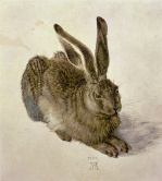 Hare 1502