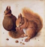 Squirrels 1512