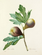 Figue violette : Ficus violacea