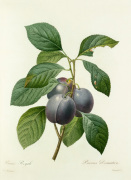 Prune Royale : Prunus domestica