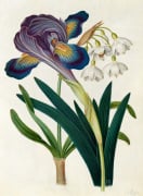 Painted Iris and Summer Snowdrop
