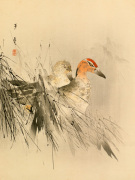 Ducks in Reeds