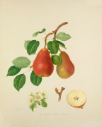 The Scarlet Bueree Pear