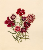 Dianthus chinensis (I)