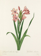 Glayeul couleur de Laque : Gladiolus Laccatus