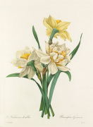 Narcisses doubles : Narcissus Gouani