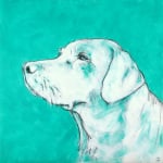 Labrador on Turquoise