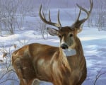 Through My Window - Whitetail Deer
