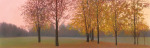Autumn Dawn Maples