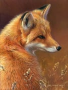 Curious- Red Fox