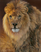 Power and Presence- African Lion
