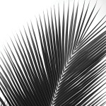 Palms 14 (detail)