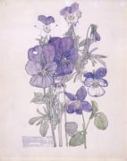 Wild Pansy and Wood Violet