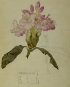 Rhododendron Walberswick 1915