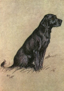 Black Labrador 1928
