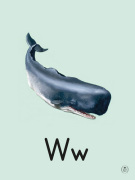 W is for whale