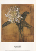 Chrysanthemum c.1900