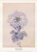 Chrysanthemum after 1921