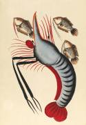 Prawn with three fishes c.1940