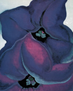 Purple Petunias 1925