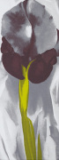Dark Iris 1927 (Silkscreen print)