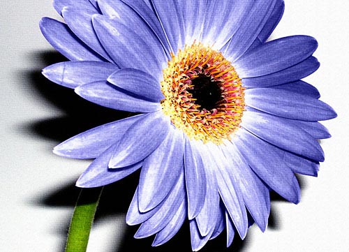 Erin Rafferty - Wild Flower II | King & McGaw