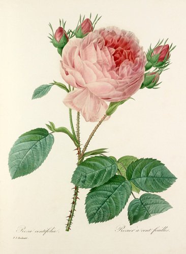 Rosa centifolia : Rosier à cent feuilles Art Print by Pierre Joseph ...