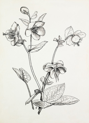 Helleborus lividus Art Print by Graham Stuart Thomas at King & McGaw