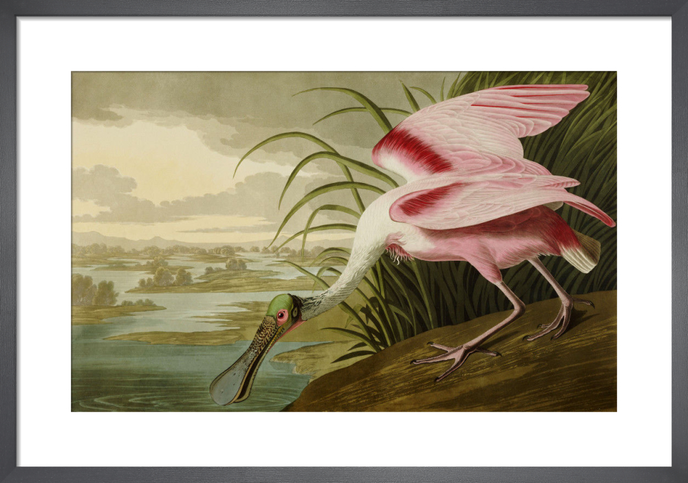 Roseate Spoonbill Art Print by John James Audubon | King & McGaw