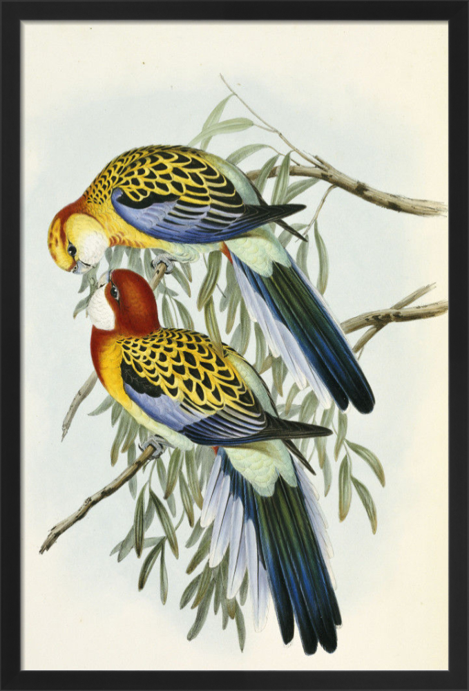 Eastern Rosella art print hotsell by John Gould 1840 Print on Canvas , Floating Frame Option, Modern Wall Art, Extra Large Canvas Wall Art