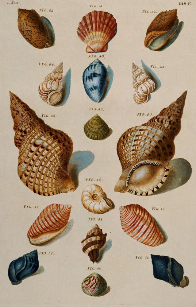 A Selection of Seashells, 1758 Art Print by Franz Michael