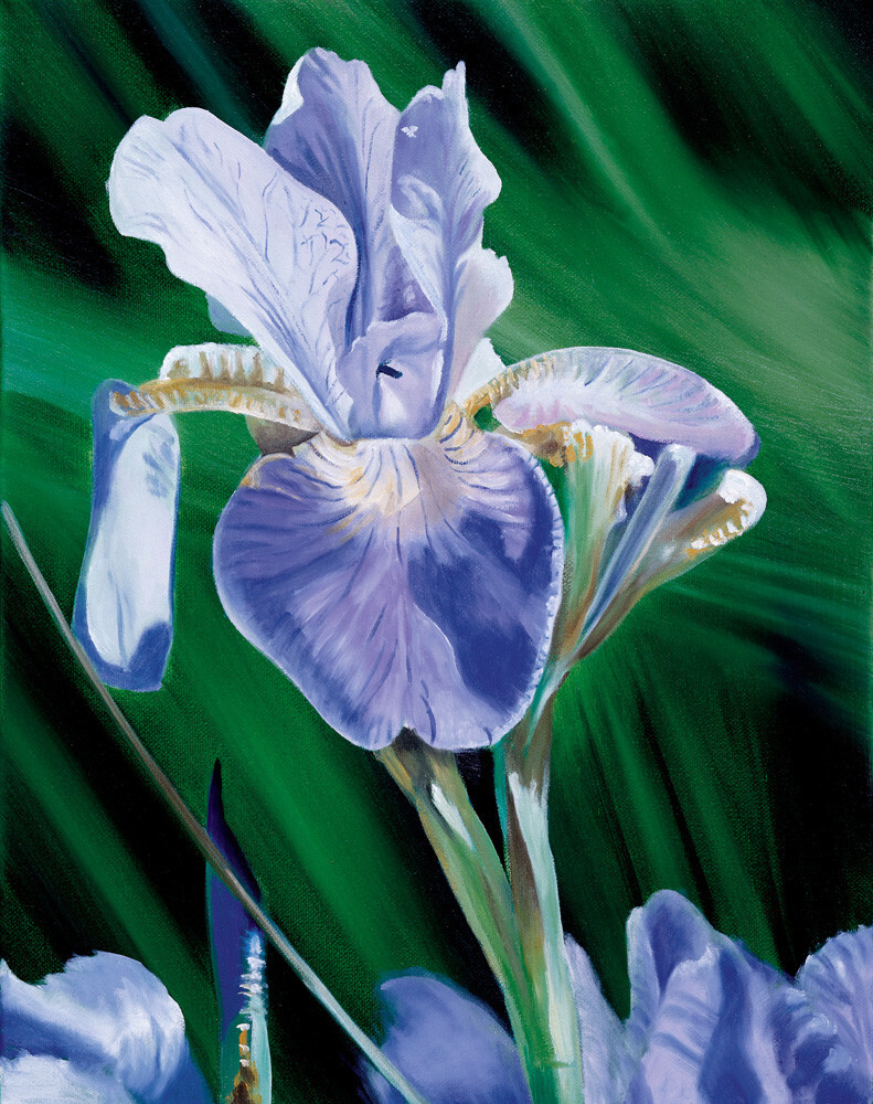 Iris Art Print by James Knowles King & McGaw