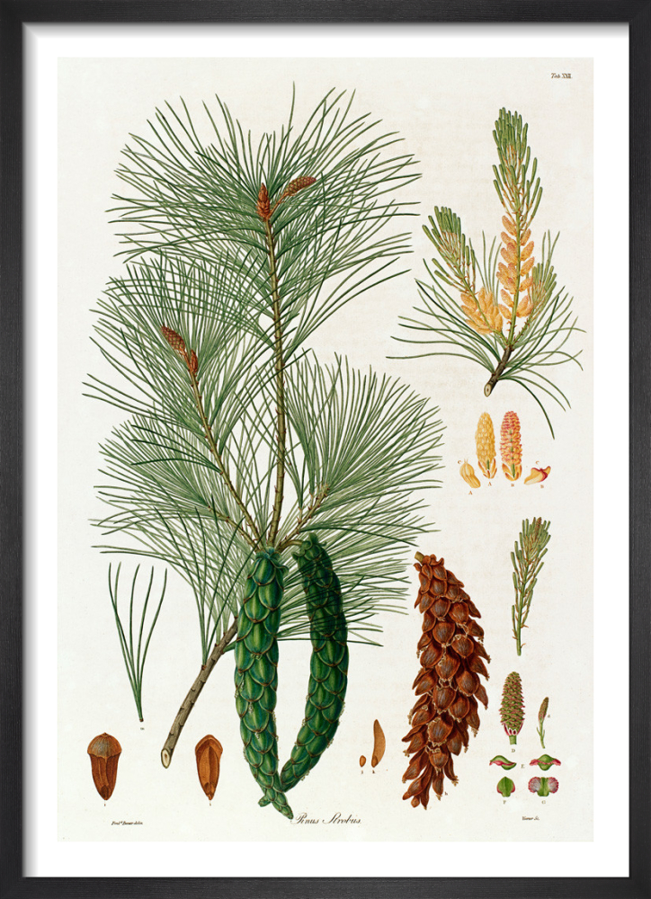 Pinus strobus Art Print by Worrner King & McGaw