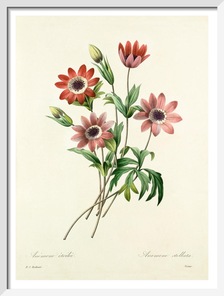 絵画 anemone Anemone Watercolor Print. Blue Anemone Flower Painting. Blue