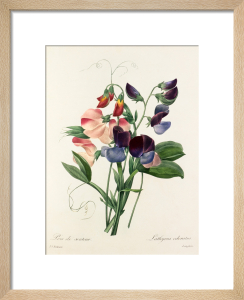 Royal Horticultural Society Art Prints | King & McGaw