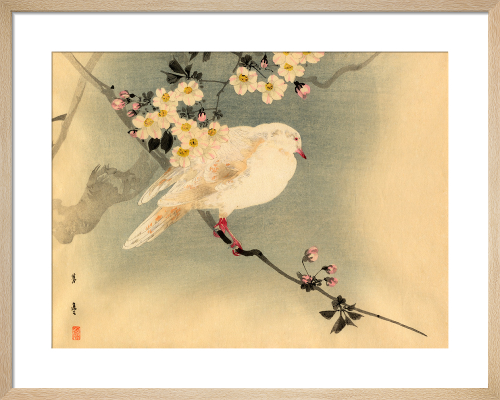 Dove With Blossom Art Print From Royal Horticultural Society Rhs King Mcgaw