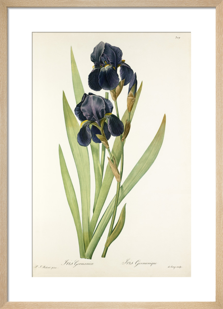 Iris germanica Art Print by Pierre Joseph Celestin Redouté | King & McGaw