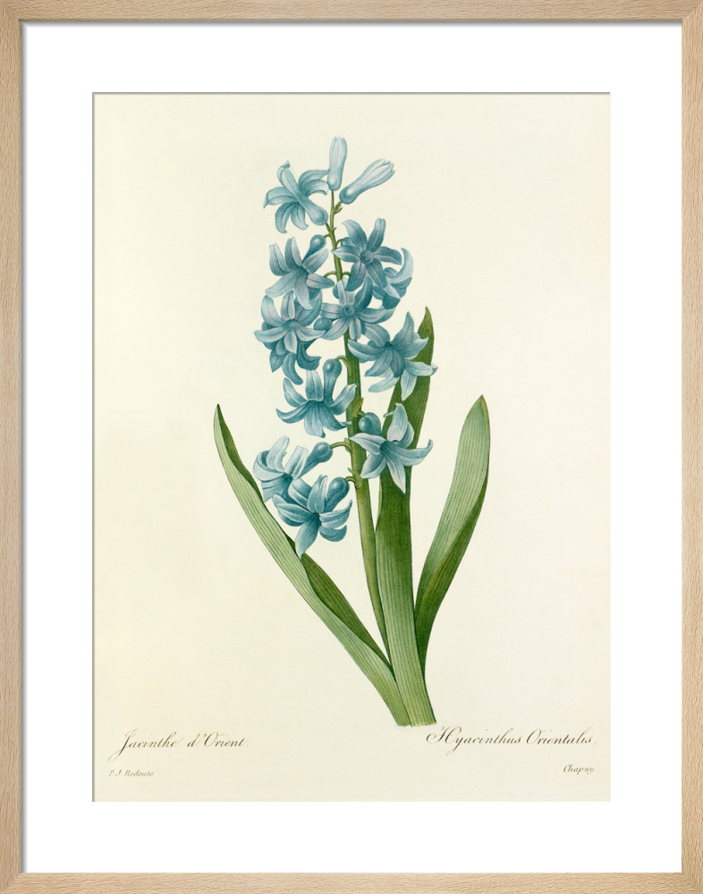 Jacinthe D Orient Hyacinthus Orientalis Art Print By Pierre Joseph Celestin Redoute King Mcgaw