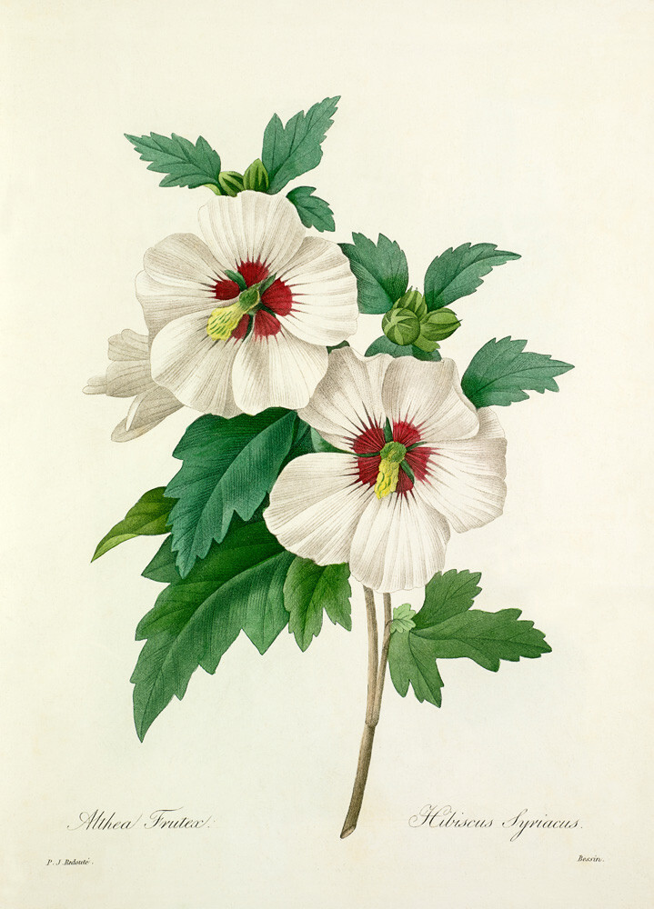 Althea Frutex : Hibiscus syriacus Art Print by Pierre Joseph Celestin ...