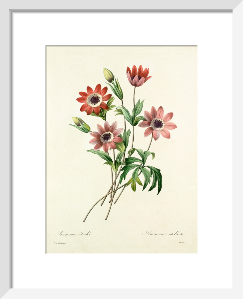 絵画 anemone si-425483.jpg_ihcm-30.00_iwcm-