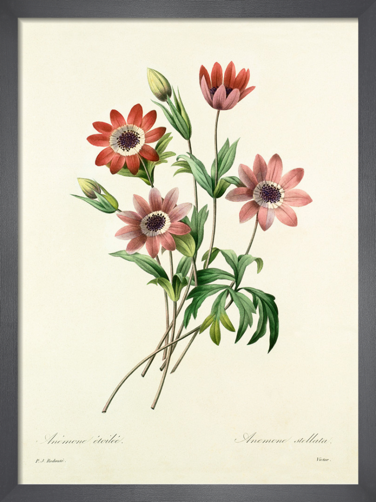 絵画 anemone Flower Antique Illustration Anemone by Teobraga