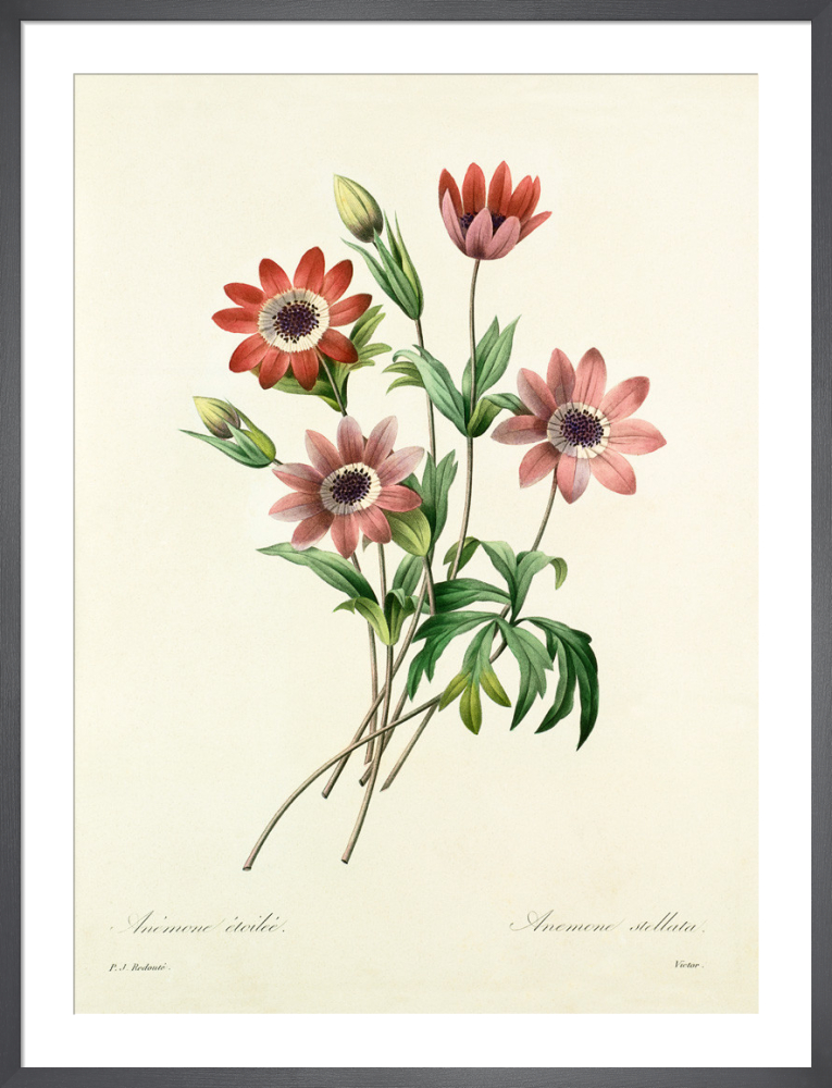 絵画 anemone Atsuko | Japanese anemone (2025) | Available for Sale | Artsy