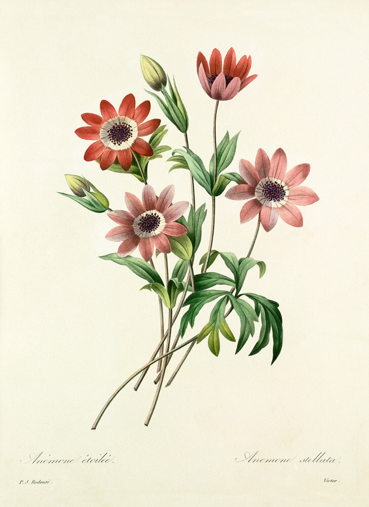 Anémone étoilée, Anemone stellata Art Print by Pierre Joseph Celestin ...