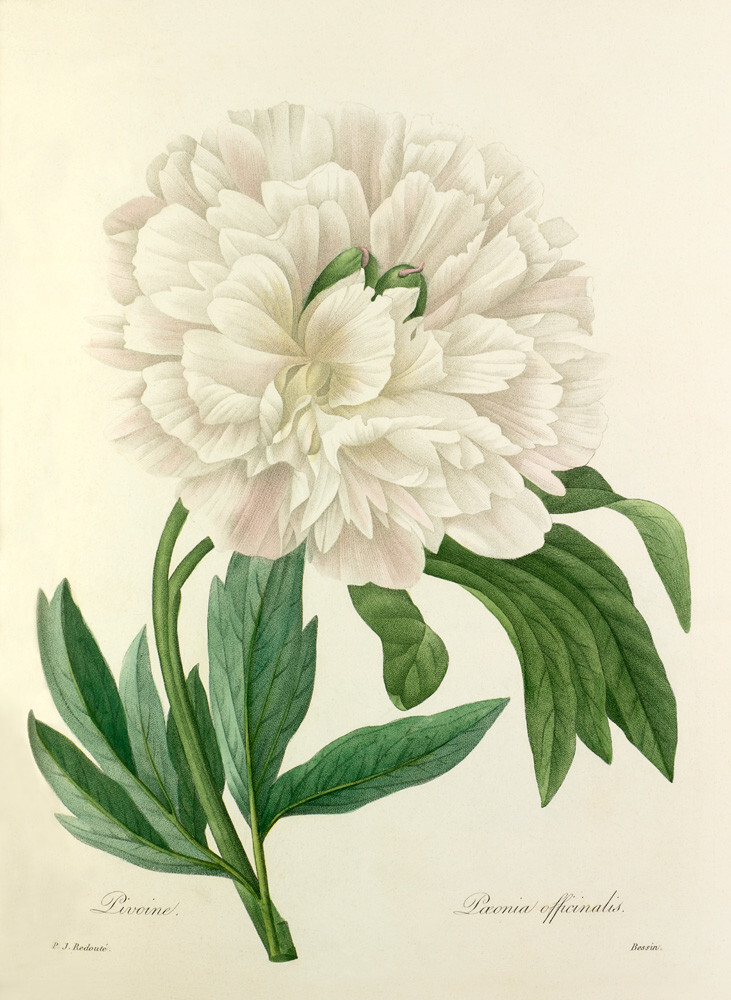 Pivoine : Paeonia officinalis Art Print by Pierre Joseph Celestin ...