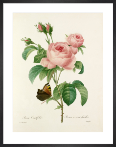 Rosier Pompon : Rosa Pomponia Art Print by Pierre Joseph Celestin ...