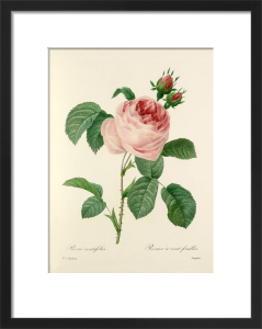 Pierre Joseph Celestin Redouté Prints, Pierre Joseph Celestin Redouté ...