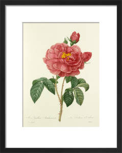 Plate 44 - Pierre Joseph Celestin Redouté - Framed art Print